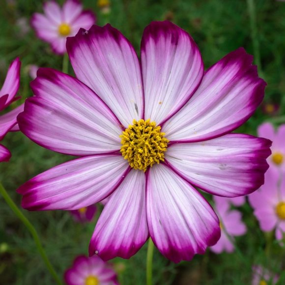 Meet your Posher, Adi - Picture 1 of 1